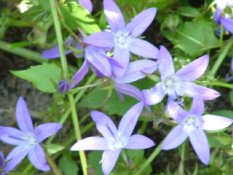 Campanula poscharskyana bestellen